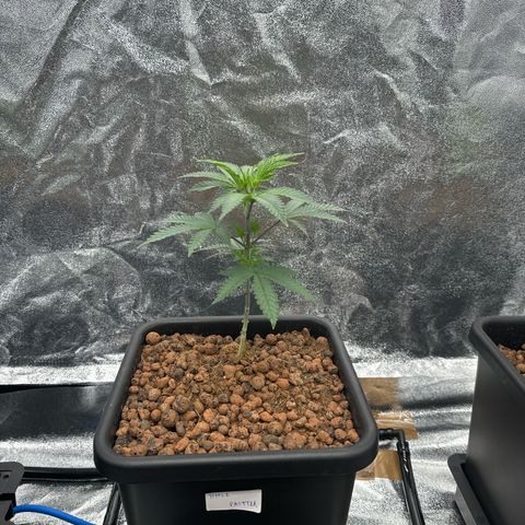 Apple fritter growlog timeline photo
