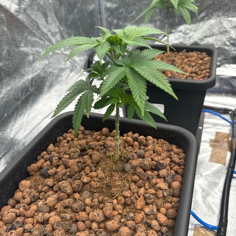 Lemon Candy OG  growlog timeline photo
