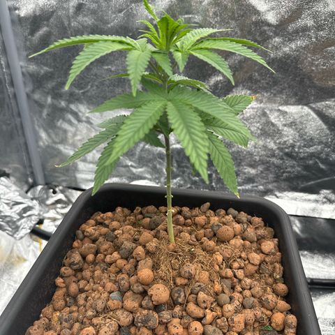 Lemon Candy OG  growlog timeline photo