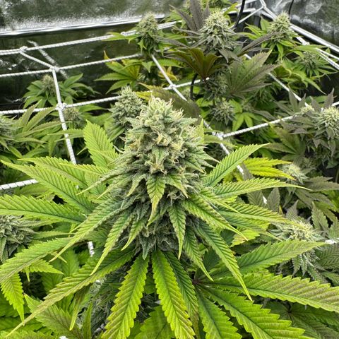 Apple fritter growlog timeline photo