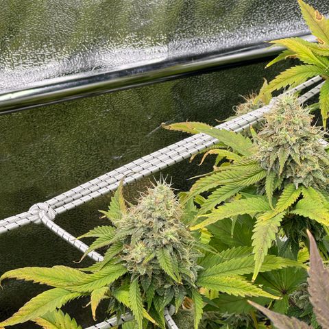 Lemon Candy OG  growlog timeline photo