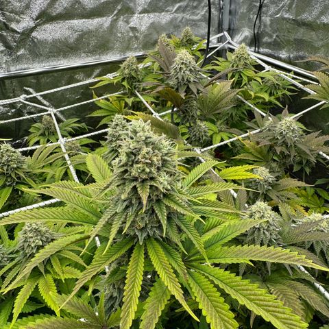 Apple fritter growlog timeline photo