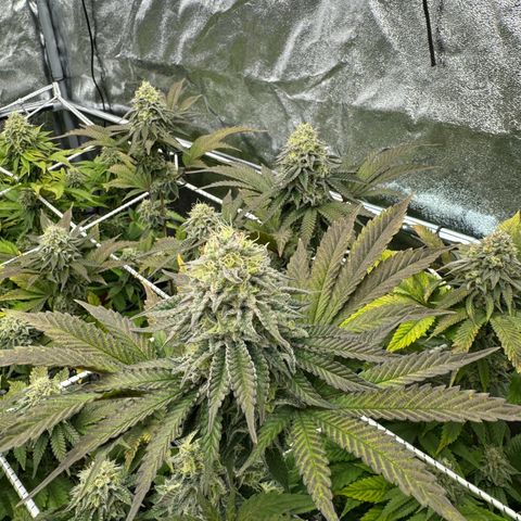 Apple fritter growlog timeline photo