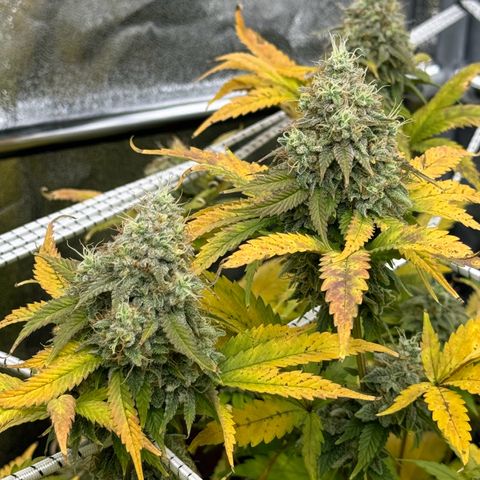 Lemon Candy OG  growlog timeline photo