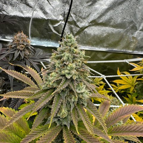 Apple fritter growlog timeline photo