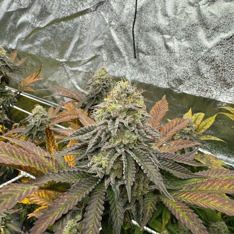 Apple fritter growlog timeline photo