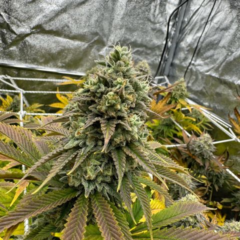 Apple fritter growlog timeline photo