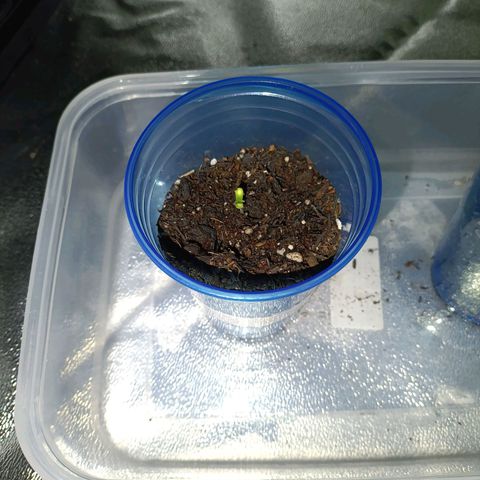 Anubis growlog photo: Primeiro par de folhas cotilédones 