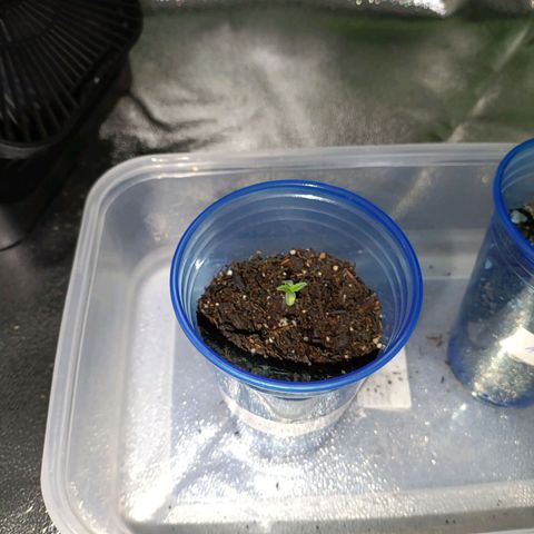 Anubis growlog timeline photo