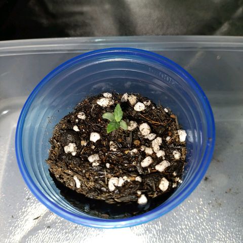 Anubis growlog timeline photo