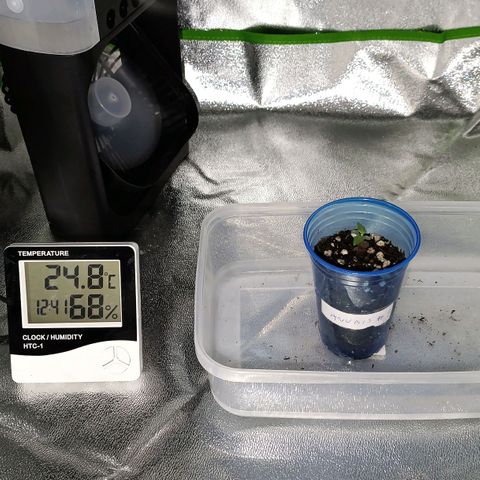 Anubis growlog photo: Início de vegetação 
