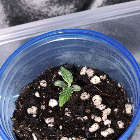 Anubis growlog photo: Início de vegetação 