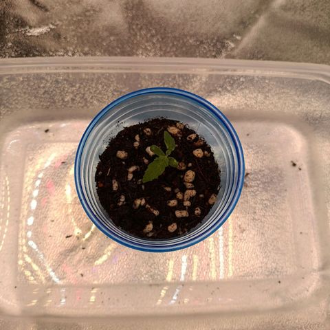 Anubis growlog timeline photo