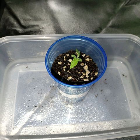 Anubis growlog timeline photo