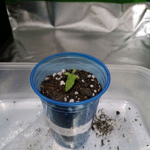 Anubis growlog timeline photo