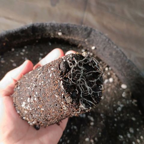Anubis growlog photo: Raízes bem aparentes