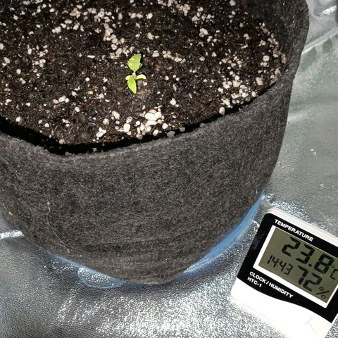 Anubis growlog timeline photo