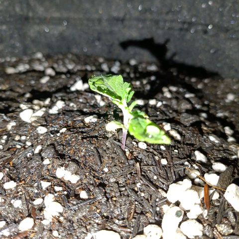 Anubis growlog timeline photo