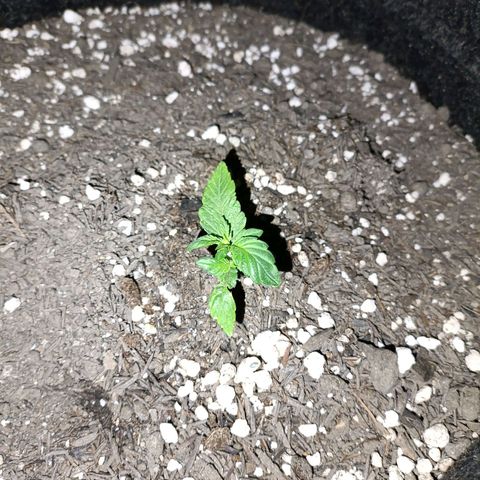 Anubis growlog timeline photo