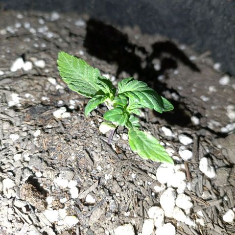Anubis growlog timeline photo