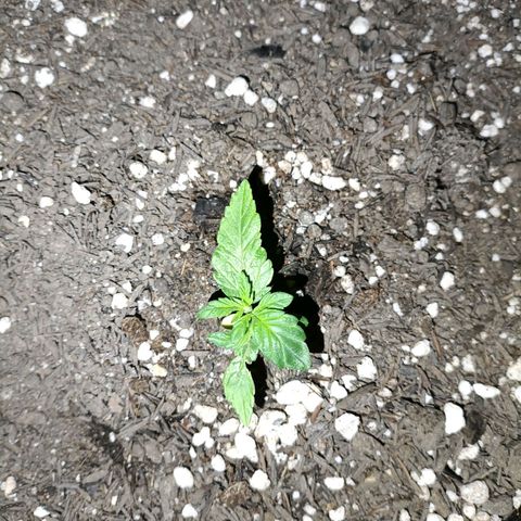 Anubis growlog timeline photo