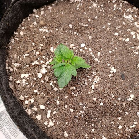 Anubis growlog timeline photo