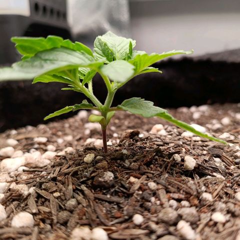 Anubis growlog timeline photo