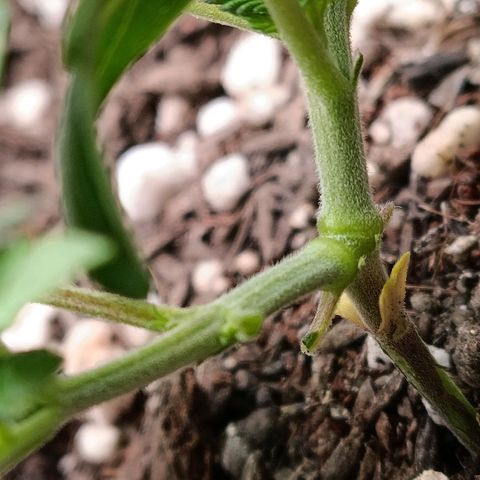 Anubis growlog timeline photo