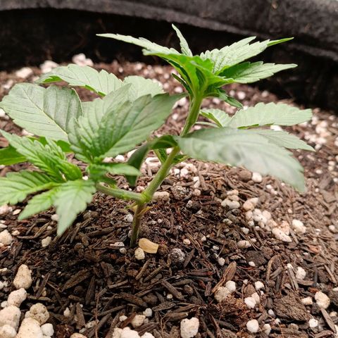 Anubis growlog timeline photo