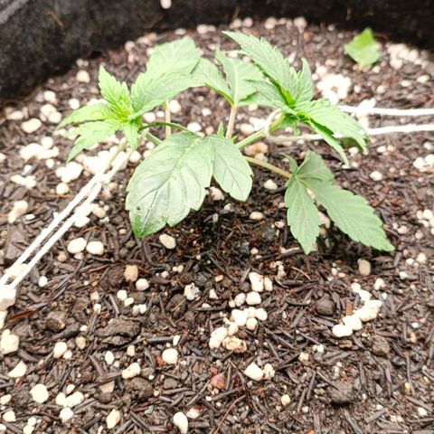 Anubis growlog photo: Pós LST