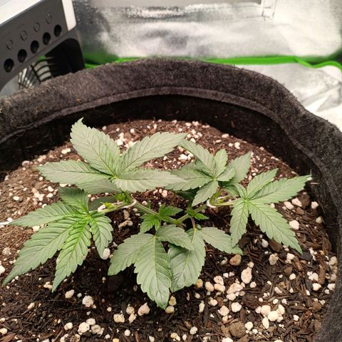 Anubis growlog timeline photo