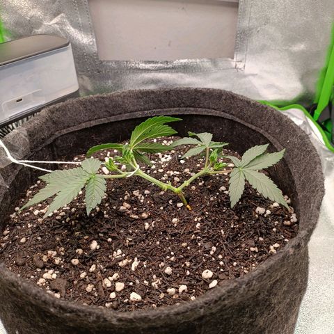 Anubis growlog timeline photo