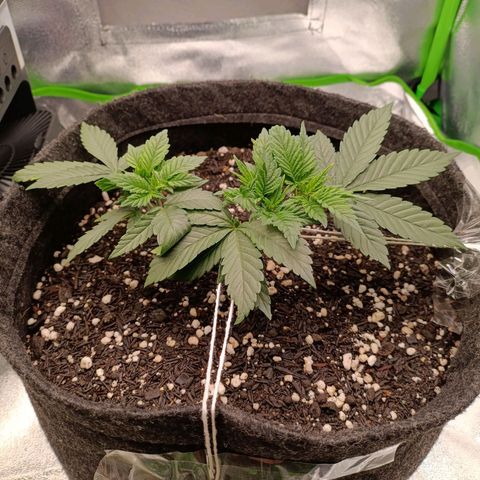 Anubis growlog timeline photo