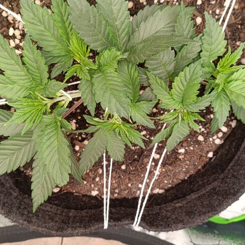 Anubis growlog photo: LST