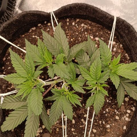 Anubis growlog photo: LST