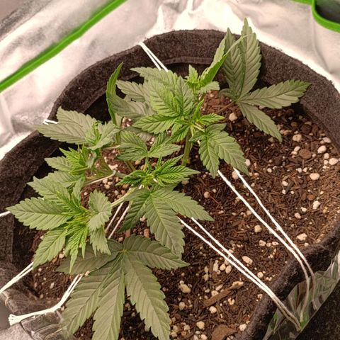 Anubis growlog photo: LST
