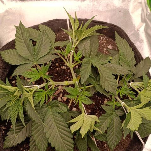 Anubis growlog photo: LST