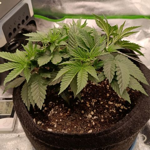 Anubis growlog photo: LST