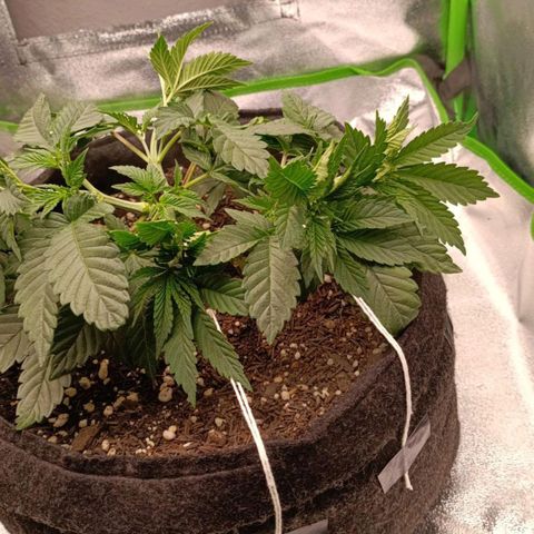 Anubis growlog photo: LST