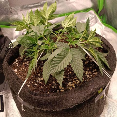 Anubis growlog photo: LST