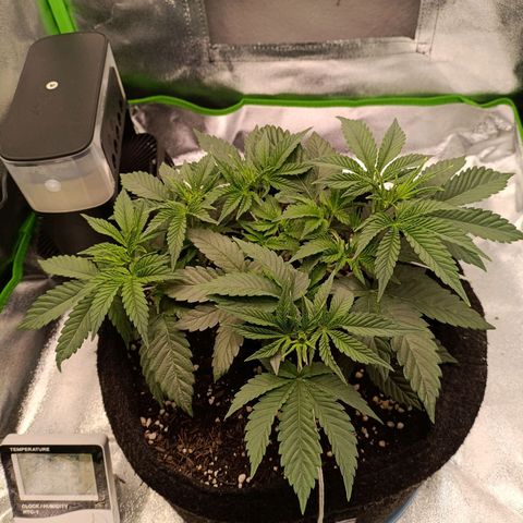 Anubis growlog timeline photo