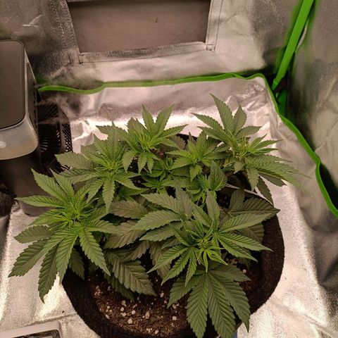 Anubis growlog timeline photo