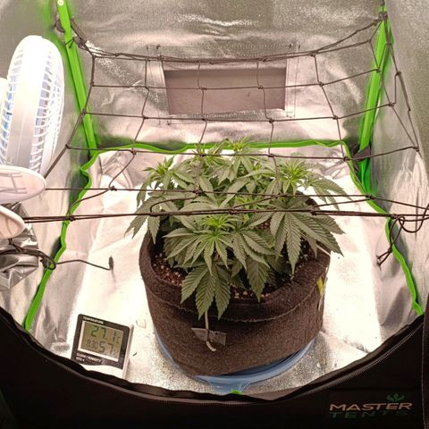 Anubis growlog timeline photo