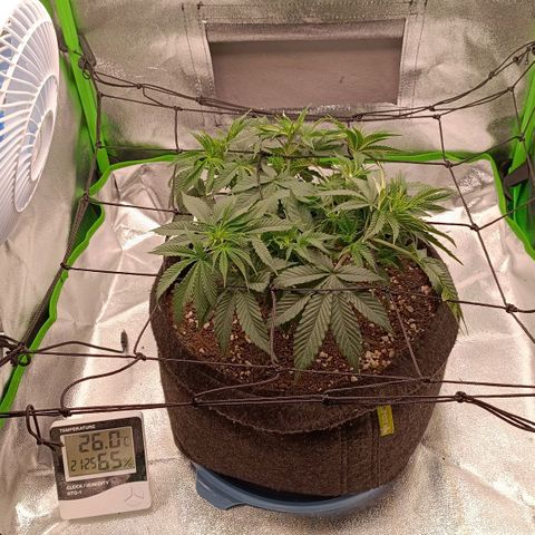Anubis growlog timeline photo