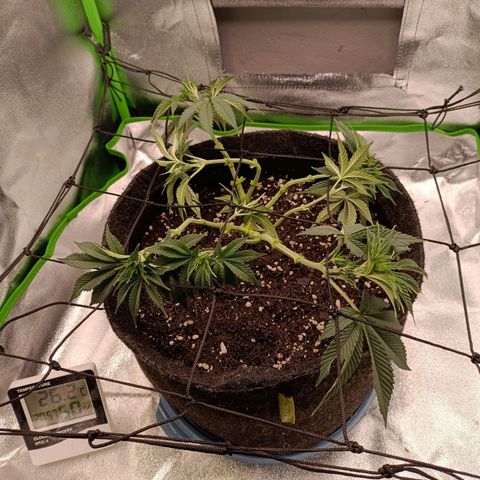 Anubis growlog photo: Lollipop