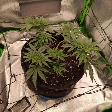 Anubis growlog timeline photo