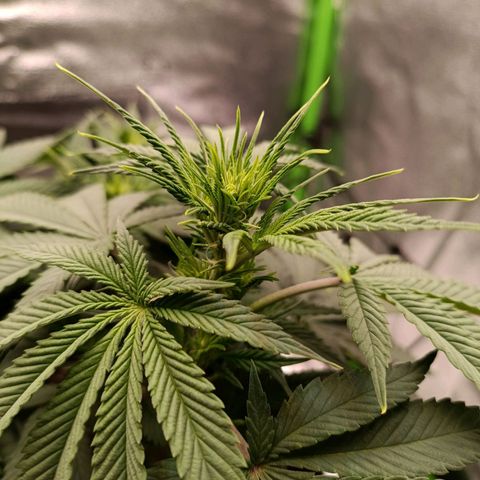 Anubis growlog photo: Uma semana de floração já apareceram os pistilos 