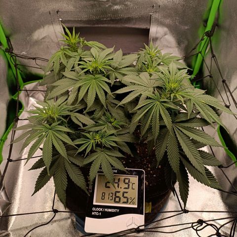 Anubis growlog photo: Uma semana de floração já apareceram os pistilos 