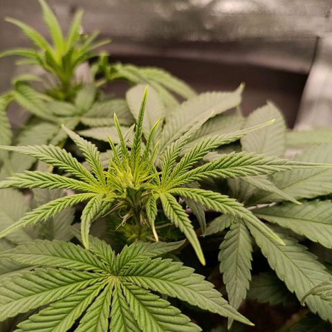Anubis growlog photo: Uma semana de floração já apareceram os pistilos 