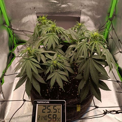 Anubis growlog timeline photo
